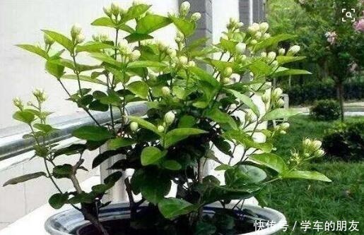 清香|养茉莉花，盆里埋1个“家家有的它”，花朵层层叠叠，清香又淡雅！