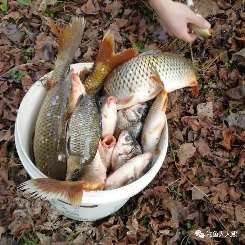 春季钓鱼用长竿钓中间还是短竿钓浅滩按我说的来，扬竿到手发麻