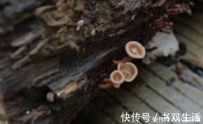 买家|师傅用乌木雕出500罗汉,有人出价百万却毁约,如今“烂”在手中