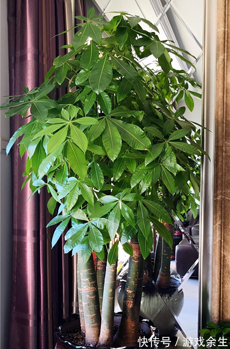 6种“吉利花”不要晒太阳,放在阴凉处,才能长得棒,富贵又旺家