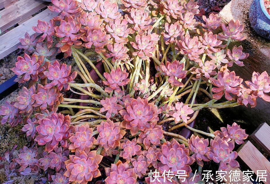 砍头|白露已过,多肉可以换盆和砍头,但操作过程中要注意4点和两不要