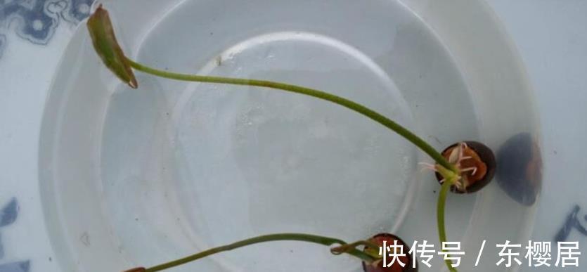花友们|新人养花养这3样,漂亮好养,还能收获种子育苗,年复年赏花