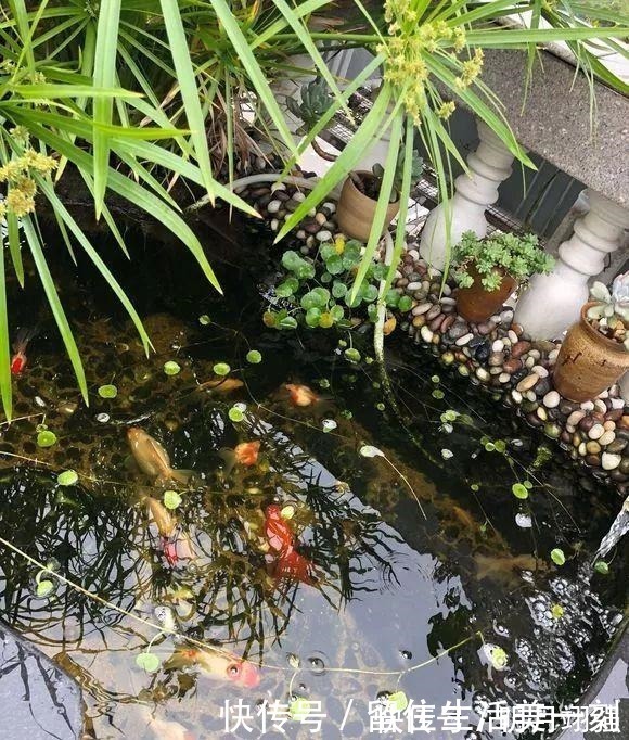 铜钱草|4种花“嗜水如命”,一刻也不能断水,缺了就蔫,看看你家有吗!