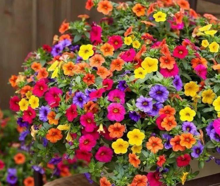 4种女神花，名字好听花更美，颜值超高的