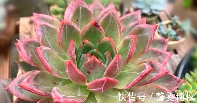 多肉|冬天多肉看起来无精打采浇水时注意5点,棵棵精神饱满