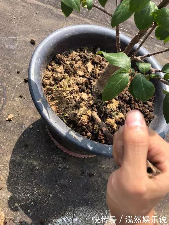 松软|盆土板结别着急,插根吸管倒点酒,松软又透气!