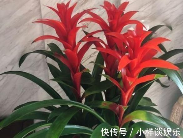家里阳台必养此款花卉，耐寒易打理，美观又大气，花色艳丽