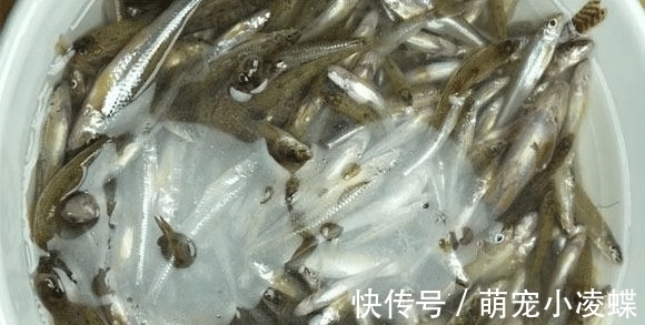 食材|这食材吃大不如吃小，多买些洗净整个放锅中一炖，鲜香入味还补钙