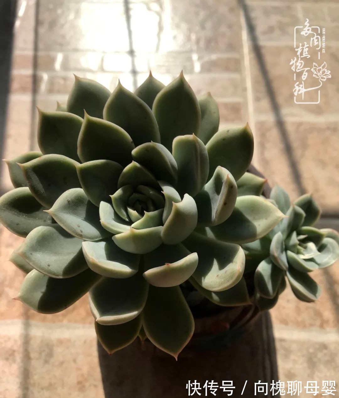 一种爱好就是一种境界,养花养多肉可以培养一个人的心境!