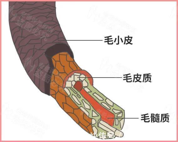 头发|评测了9款护发精油，原来用过精油的头发长这样