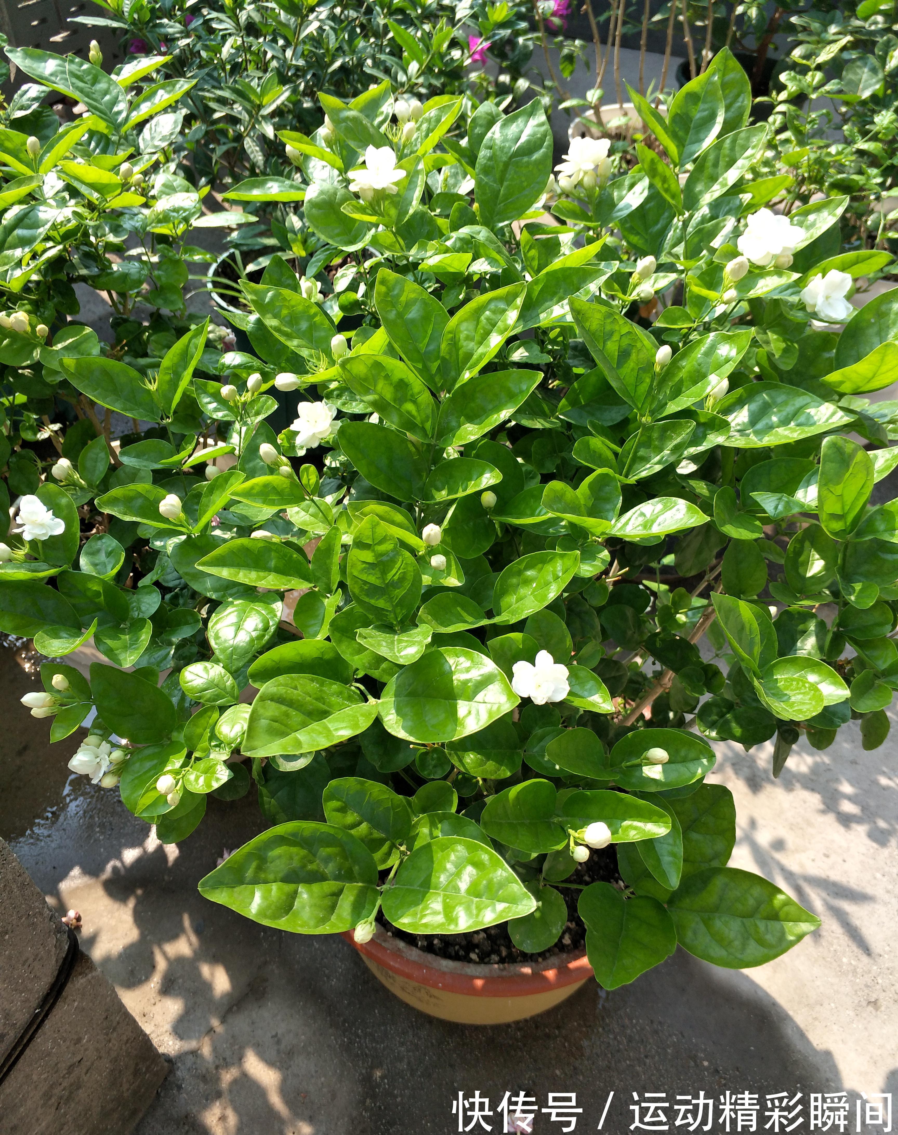茉莉花生长季这样养,新枝新叶萌发快,花满枝头花香浓