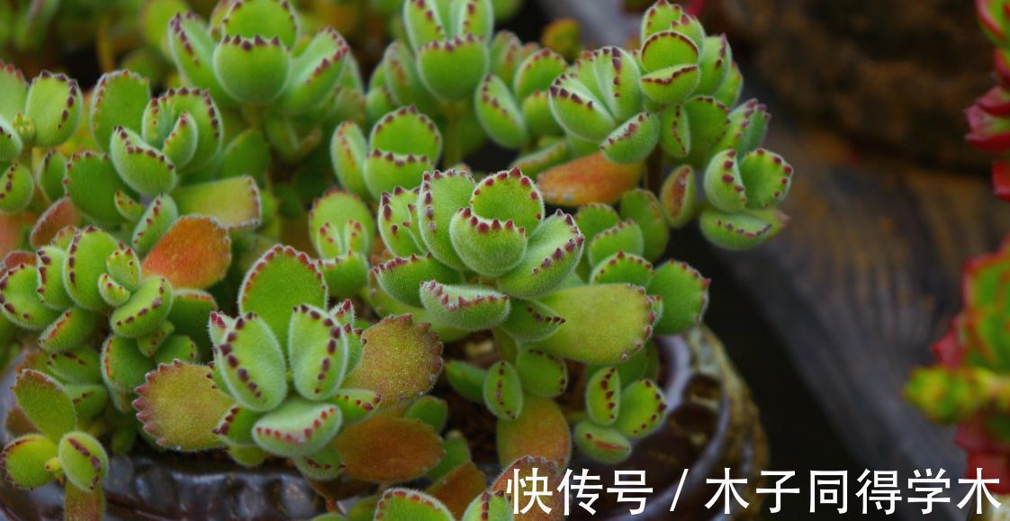 元凶|多肉植物熊童子没精神,早点检查下这3地方,可能马上找到元凶