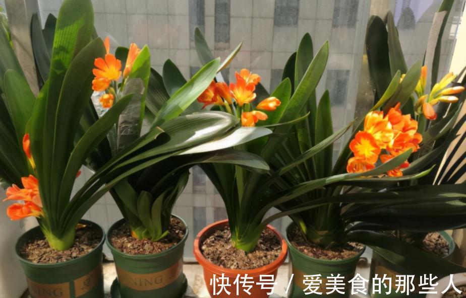 君子兰室内盆栽,12月满足4个条件,新叶花箭蹭蹭长,开花美