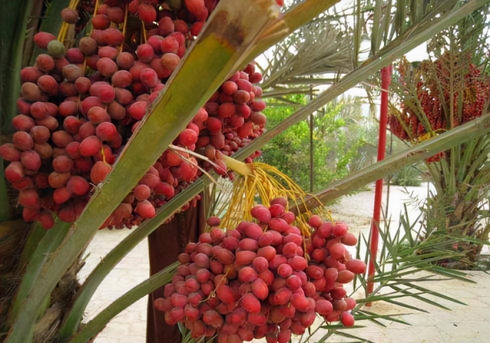 盆栽枣树多年，今年终于来一个大惊喜，邻居都围观凑热闹