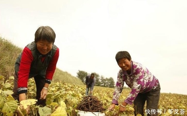 农村大姐辛苦种植的“消暑圣品”，绿色美味，深受减肥人士喜爱