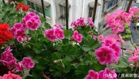 吃剩的坚果壳如何处理好3步简单操作,废物、垃圾变成养花宝