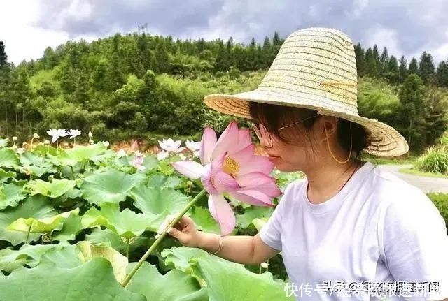 黎川|黎川西城：荷花争艳引客来