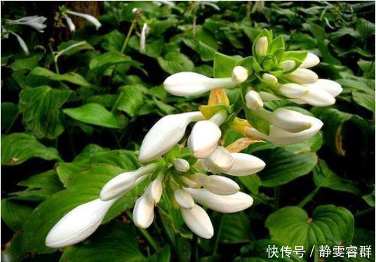 爆盆|4种花是爆盆能手,埋土里就活,不用管也能花开不断,入手不亏