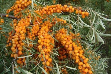 消化|聪明女性常吃此食物,能润肠通便,帮助消化,早吃早好