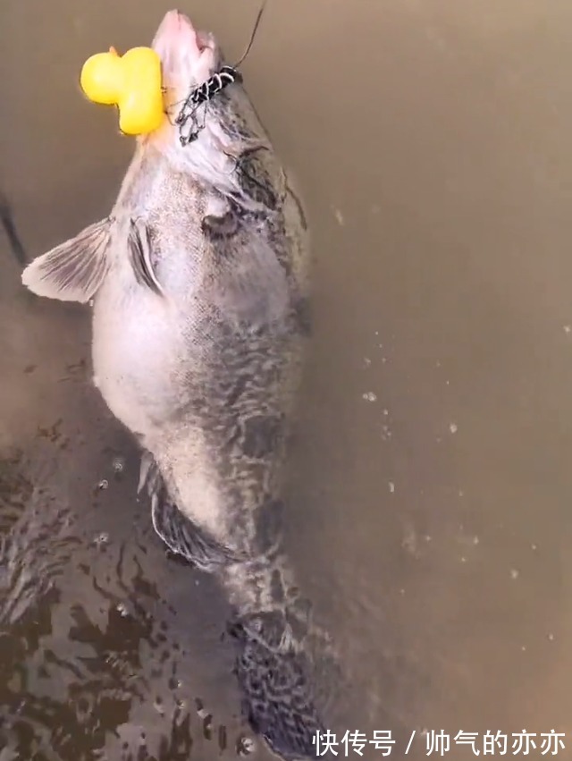 安徽钓友晒出“鳜鱼王”,网友指定是买的!野生的不可能这么大