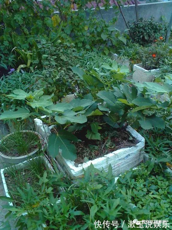 花友|这种水果枝条阳台一插,1年就挂果,果实太多压弯枝!