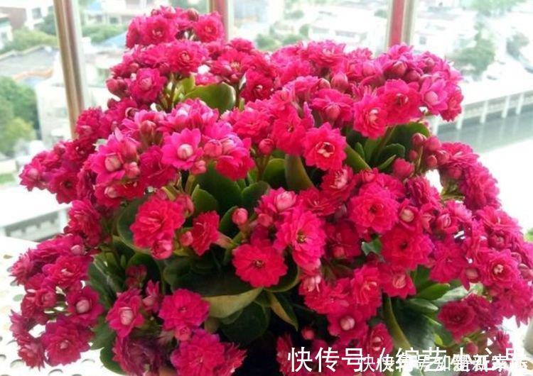 爆盆|4种花很耐养,沾土就能活,越懒养长得越好,给点阳光就爆盆!