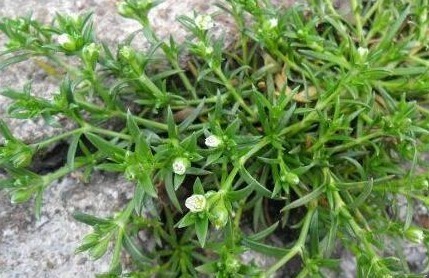 健康生|见到此野草,一定要拔回家,买60元一斤,作用非常大