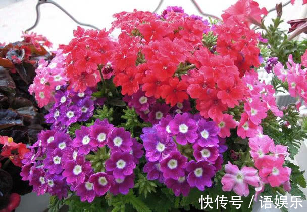 天竺葵|家里就养这“3种花”,好看好养又便宜,开起花来拦都拦不住,美