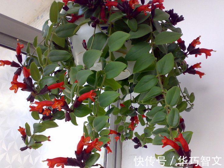 别养绿萝吊兰了,此盆栽植物更值得拥有,花叶俱美,室内也能养