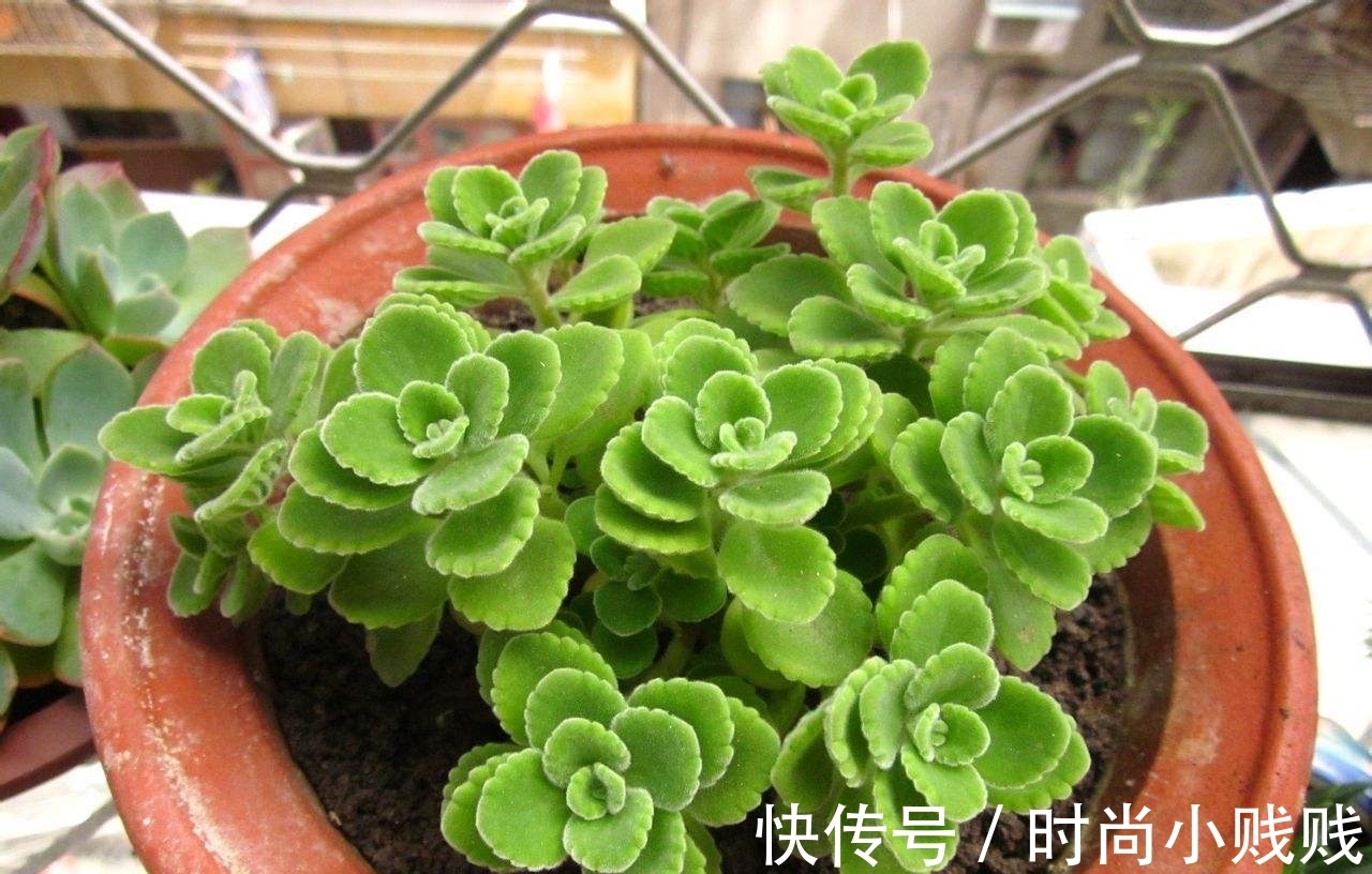 六种花是有名的“生活小帮手”,建议养一盆,以备不时之需