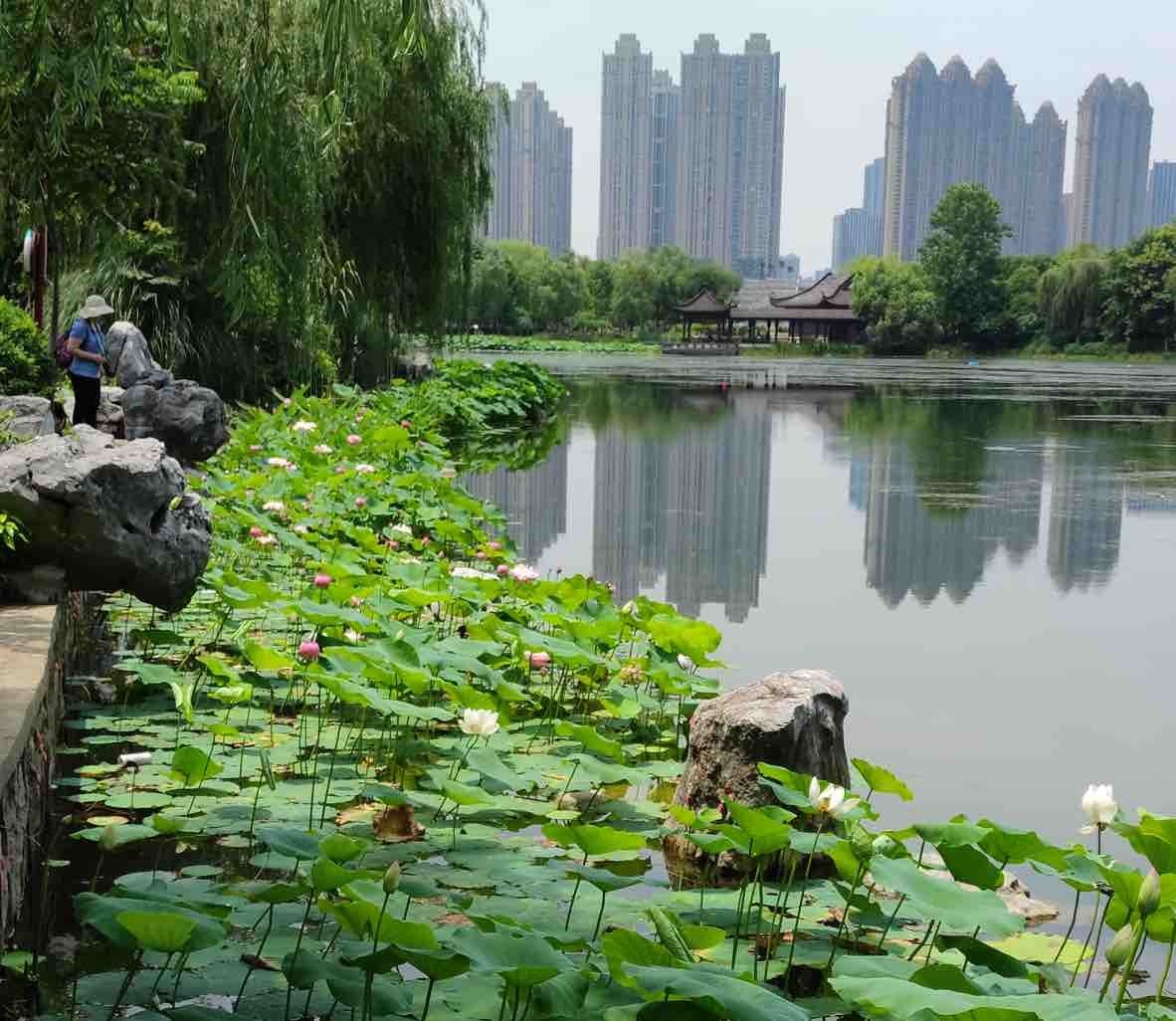 学子|①武汉长江灯光秀“上新”②万名武大学子毕业③沙湖荷花盛放｜今日大武汉