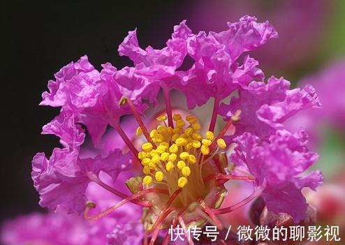 疑露堂前紫薇花两株，每自五月盛开，九月乃@谁说花无百日红，紫薇，从诗词里走出来