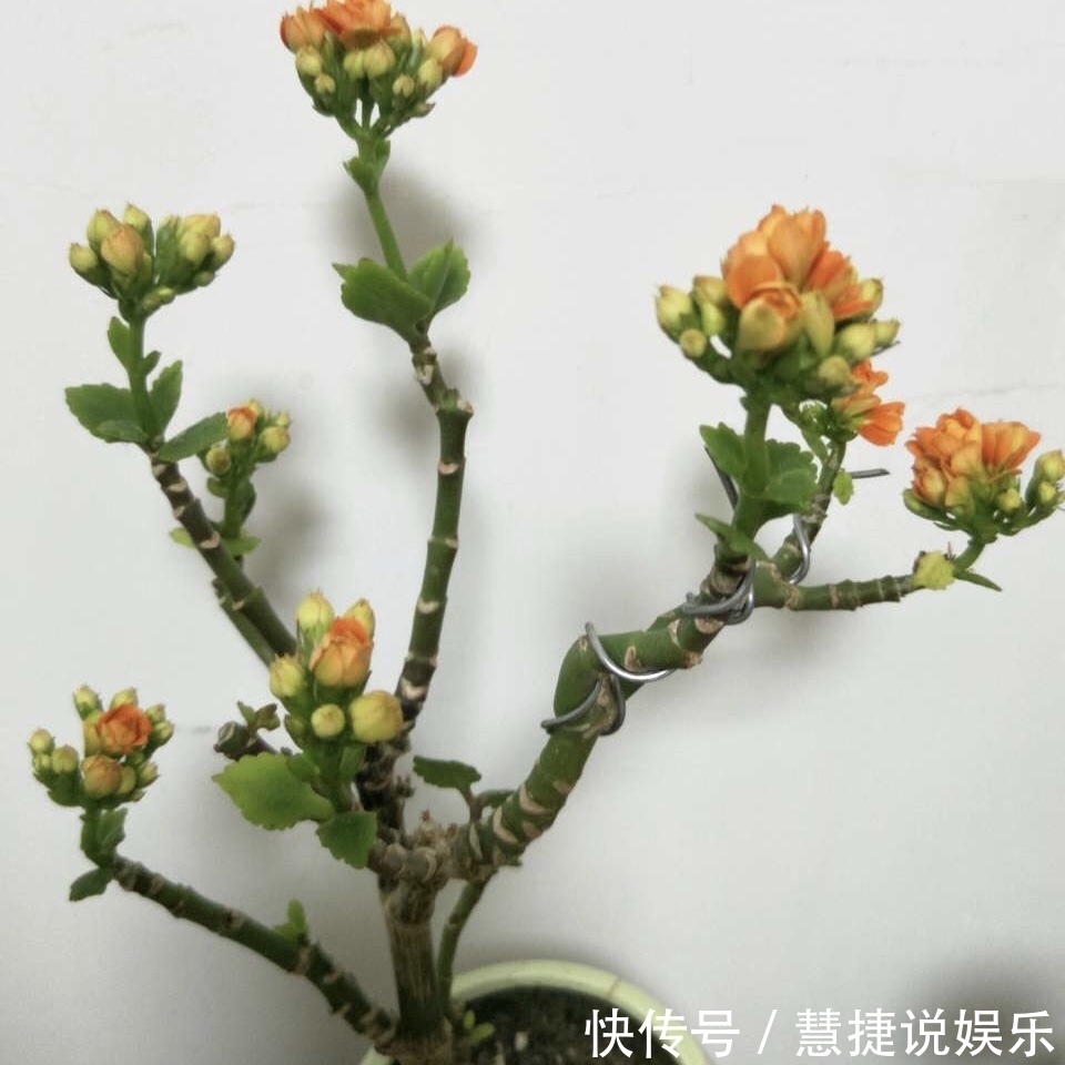 这花10块钱买一盆,养2年变老桩,叶子密、开花旺,每家都有