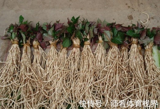 杂草|院子里长出5种草,尽量别破坏了,能赏又能当菜,有人花钱买来种