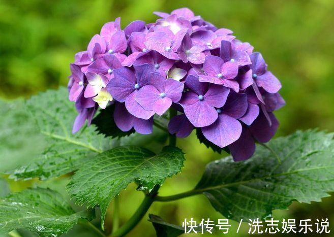 克里斯蒂娜|喜欢菊花,首选“国华系列”国华雨露,似菩萨宝座,雍容端庄