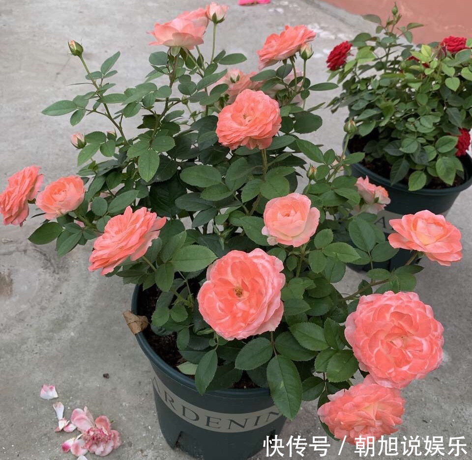 蚊香灰、烟灰“别倒掉”,撒在花盆里,驱虫子、防烂根,简单实用