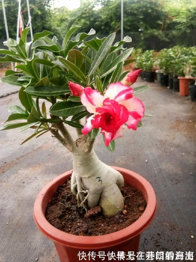 天冷|天冷了,15种漂亮花喜欢“大太阳”,多晒长得壮,花更多