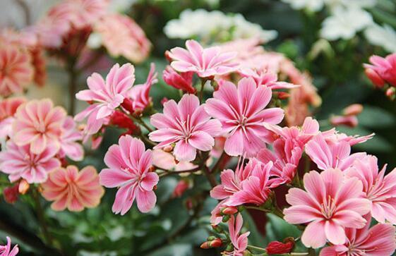 喜欢养花，不如养盆玉兔彩蝶兰花，花红柳绿，又美又惊艳，超美