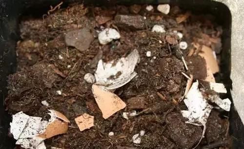 家里的“这个垃圾”不要扔,用来养花好处多,再也不用买花肥了!