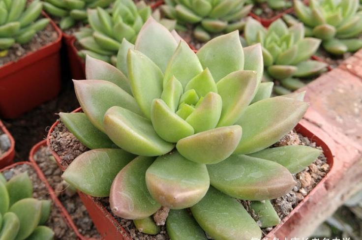 养多肉只知黄丽不知青丽?那你落伍了,它们是长得十分雷同的多肉