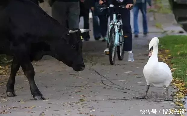 剑桥|剑桥“水怪”!揍人打狗未逢敌手?这么嚣张居然是女王给ta撑腰