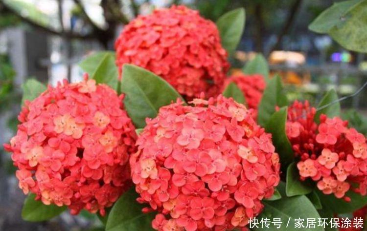 4种花好养又漂亮,全年都开花,养在阳台特合适,阳台变成百花园