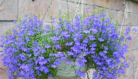 种子发芽温度|养花却不知道什么时候播种,看了此个就知道了