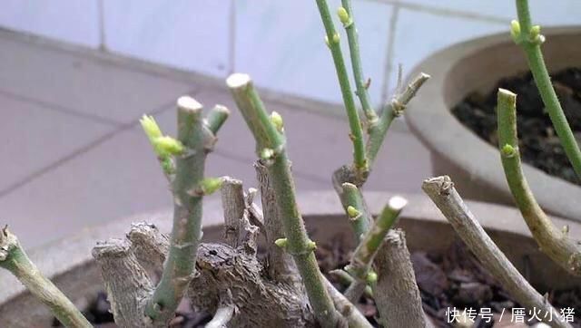 养茉莉花,只用了一个小诀窍,花开的又多又香,太赞了