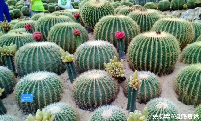 这些花草别再放家养,当初家人吃过亏,最后全部都扔了