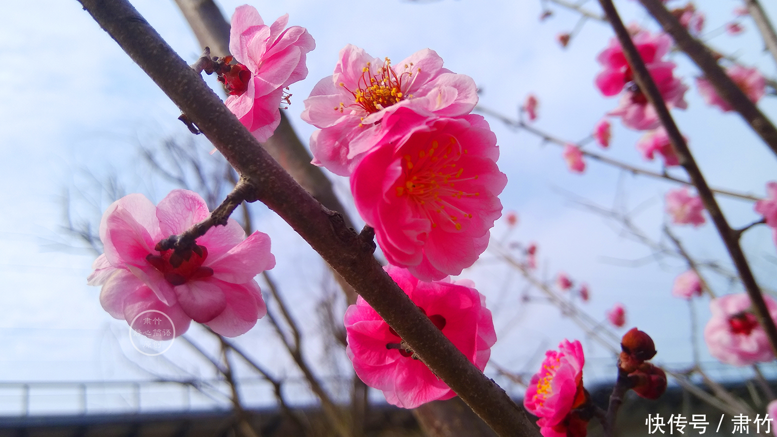 拾起地上的花瓣，仿佛拾起的初春的热情