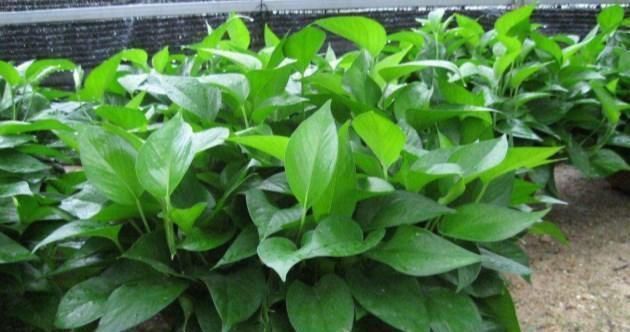 家里的绿萝烂根了,教你几个小技巧,按照我说的来,20天就恢复