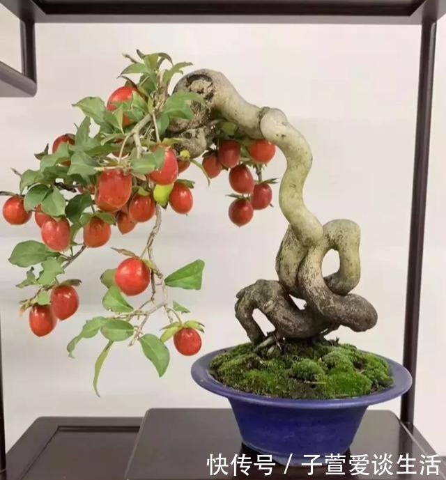 重点|什么算的上是好盆景学会看芯,芯是盆景的重点