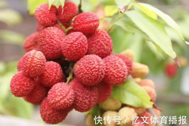 桂圆|四类水果要少吃,虽然很可口,但对孕妇并不好,易引发滑胎