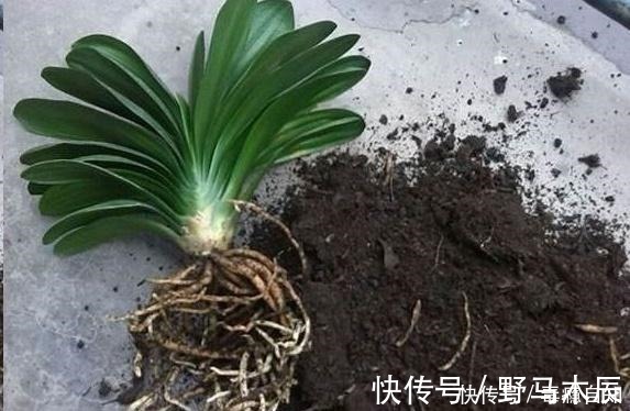 叶片|君子兰养了好几年,就是不开花,用了这个小技巧,一下开了几十朵!